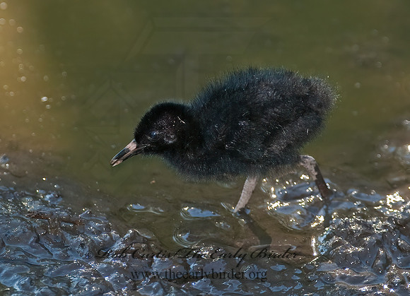 Rallus limicola  VIRGINIA RAIL 8023040z