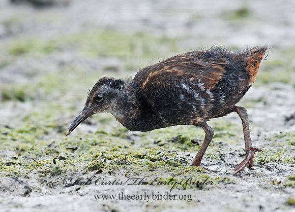 Rallus limicola  VIRGINIA RAIL 8026378z