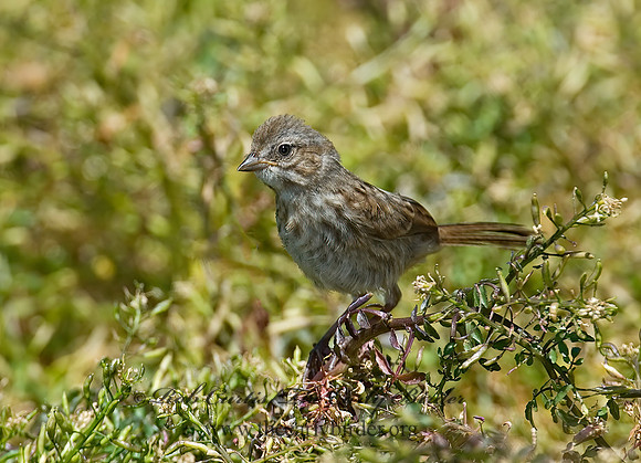 Aimophila ruficeps  RUFOUS-CROWNED SPARROW  7008451z