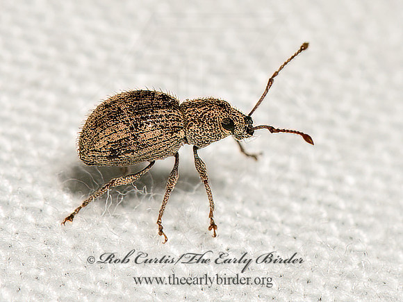 Calomycterus setarius  IMPORTED OAK WEEVIL 9066417z