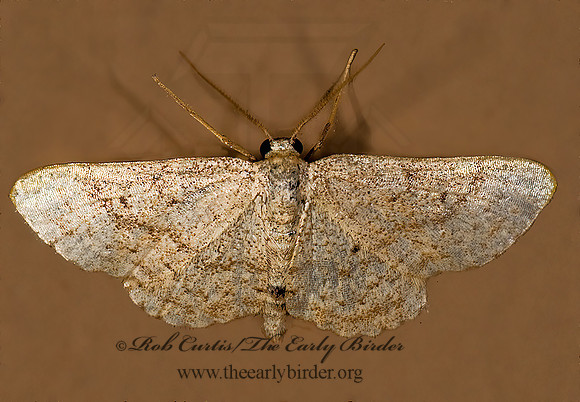 Lobocleta ossularia  DRAB BROWN WAVE 8008345z