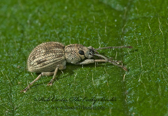 Calomycterus setarius 5000549z