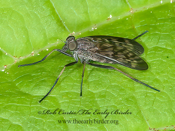Rhagio punctipennis  SNIPE FLY 8034280z