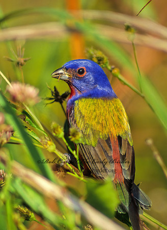 Passerina ciris  PAINTED BUNTING 12426 z