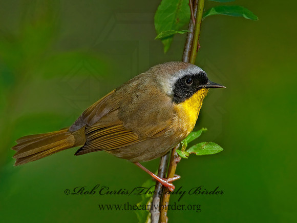 Geothylpis trichas  COMMON YELLOWTHROAT 8021992z