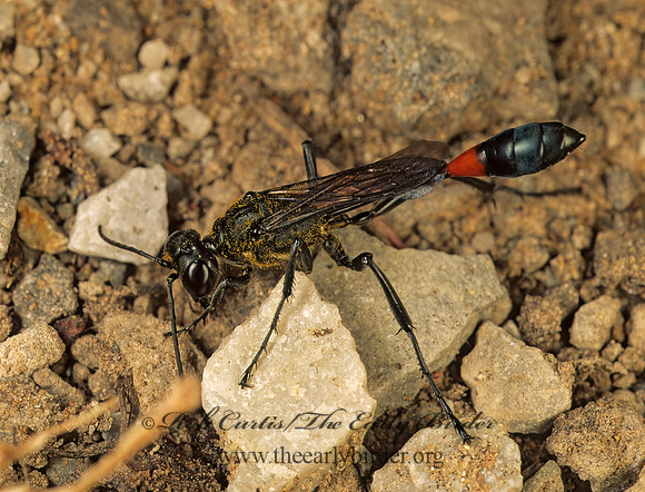 Ammophila procera 154614z