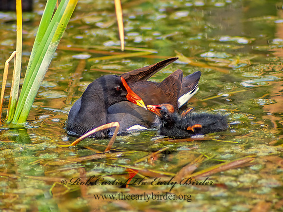 Gallinula chloropus  COMMON MOORHEN 20702z