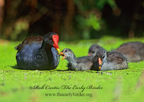 Gallinula chloropus  COMMON MOORHEN 78000z