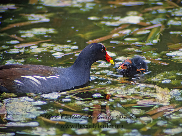 Gallinula chloropus  COMMON MOORHEN 20810z
