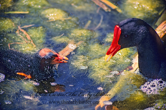 Gallinula chloropus  COMMON MOORHEN 21126z