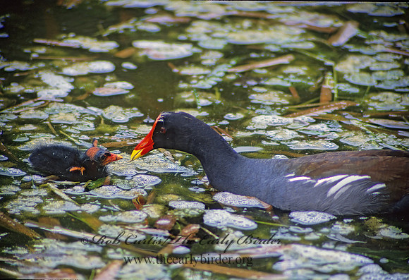 Gallinula chloropus  COMMON MOORHEN 20812z