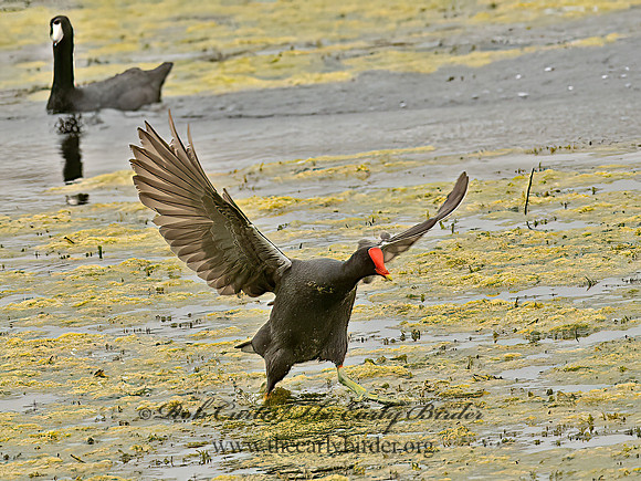 Gallinula chloropus  COMMON MOORHEN 6038293z
