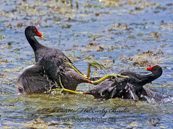 Gallinula chloropus  COMMON MOORHEN 254227 z