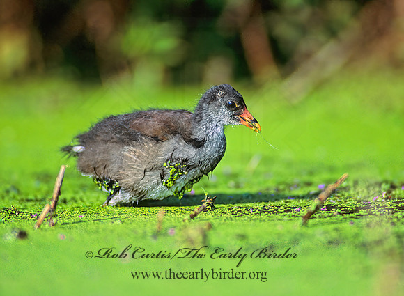 Gallinula chloropus  COMMON MOORHEN 78121z