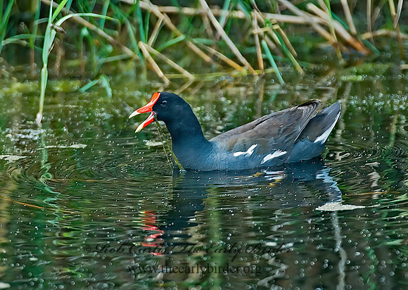 Gallinula chloropus  COMMON MOORHEN 7002812z