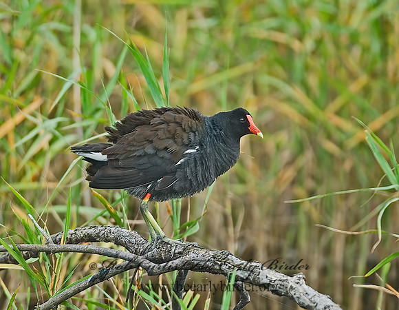 Gallinula chloropus  COMMON MOORHEN 7003287z