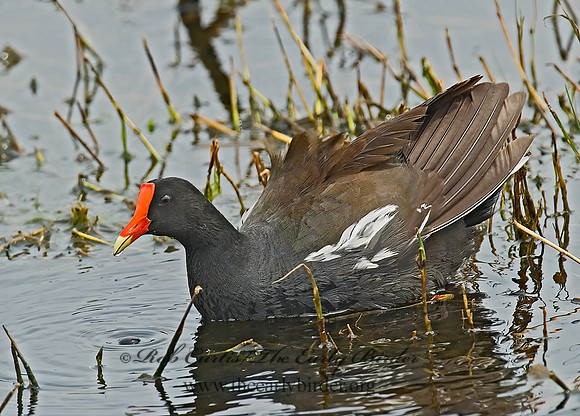Gallinula chloropus  COMMON MOORHEN 7003233z