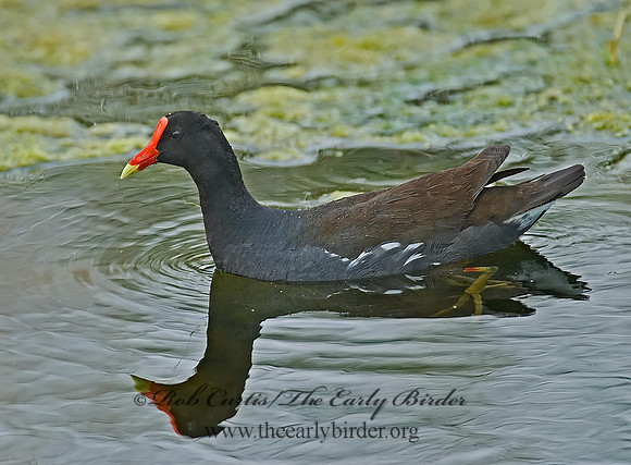 Gallinula chloropus  COMMON MOORHEN 7002850z