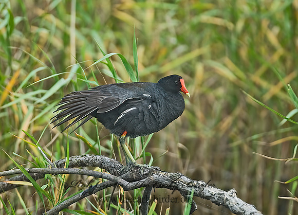 Gallinula chloropus  COMMON MOORHEN 7003289z