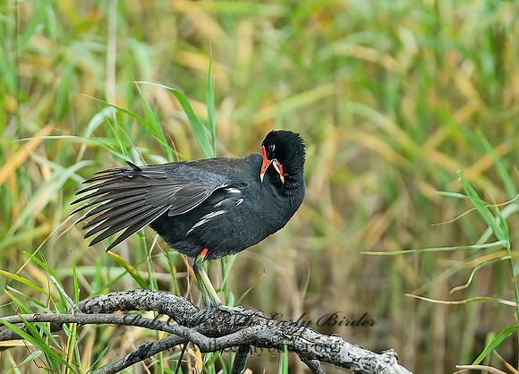 Gallinula chloropus  COMMON MOORHEN 7003290z
