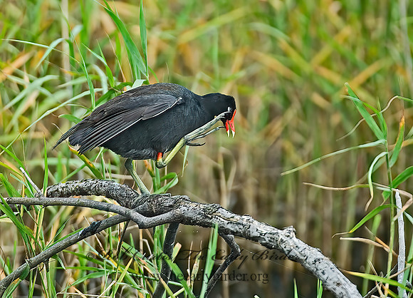 Gallinula chloropus  COMMON MOORHEN 7003292z