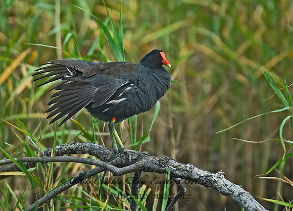 Gallinula chloropus  COMMON MOORHEN 7003293z