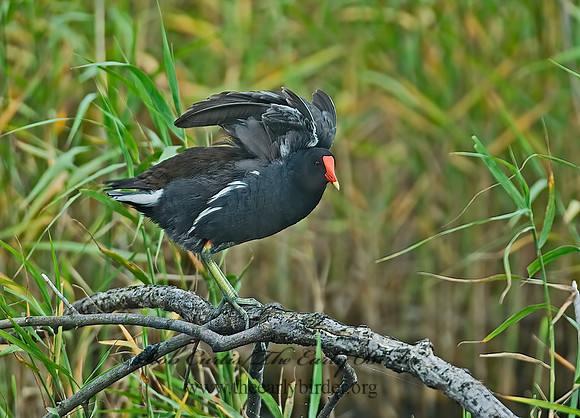 Gallinula chloropus  COMMON MOORHEN 7003295z
