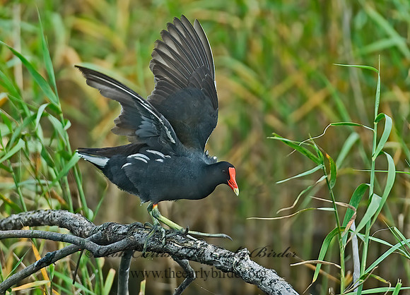 Gallinula chloropus  COMMON MOORHEN 7003299z