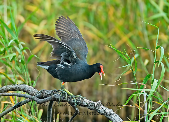 Gallinula chloropus  COMMON MOORHEN 7003300z