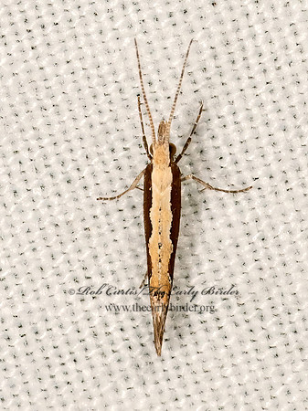 Plutella xylostella  DIAMONDBACK MOTH 3022986z