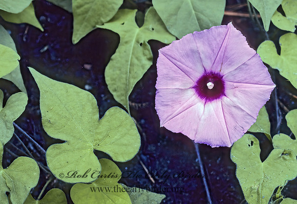 Ipomoea tricolor  SHARP POD MORNING GLORY 168911z