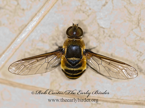 Villa lateralis  BEE FLY 6011752z