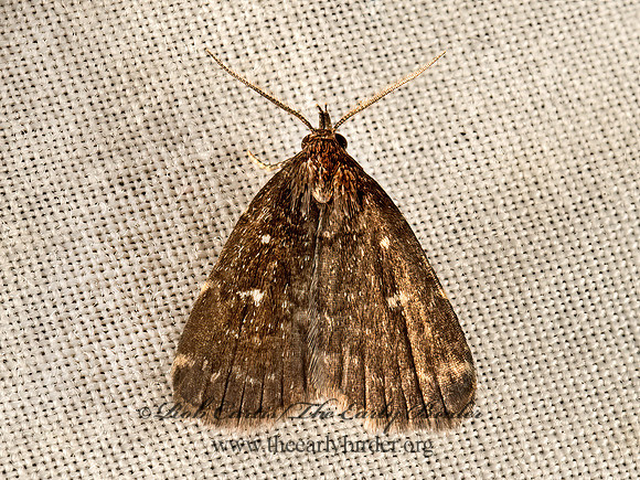Idia  LITTER MOTH 9051968z