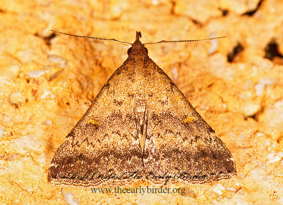 Renia discoloralis DISCOLORED RENIA MOTH 200402z