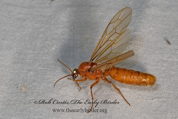 Labidus coecus  ARMY ANT 3028414z