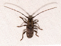 Ecyrus dasycerus POGOCHERINI LONGHORN 9098107z