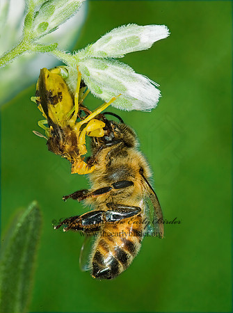Phymata 5014619z