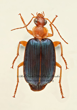 Lebia deceptrix or subgrandis 9019290  z