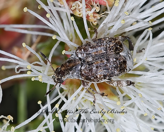 Merobruchus major 7005992z