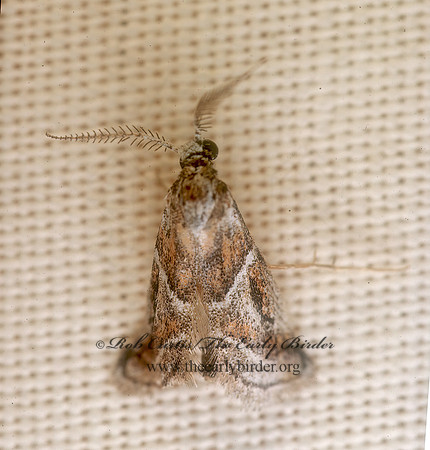Decaturia pectinalis GALLERINAE PYRALID MOTH 74419z