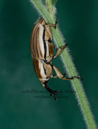 Sphenophorus aequalis 6014062z