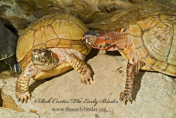Terrapene carolina triunguis  3-TOED BOX TURTLE 4002481z