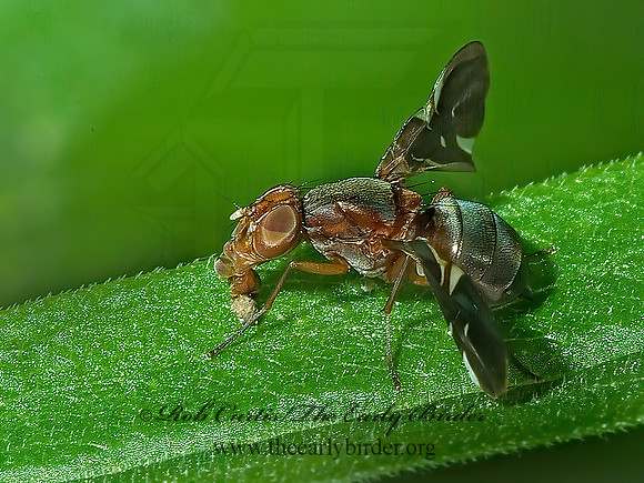 Delphinia picta  PICTURE-WINGED FLY 4003178z