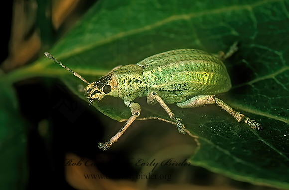 Compsus auricephalus 70422z