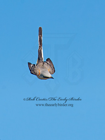 Tyrannus forficatus SCISSOR-TAILED FLYCATCHER 8029666z