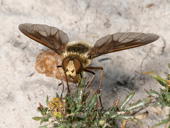 Poecilanthrax  BEE FLY 3023575z