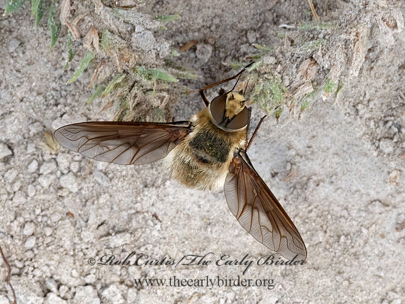 Poecilanthrax  BEE FLY 3023573z