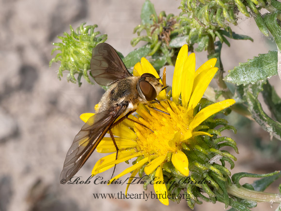 Poecilanthrax  BEE FLY 3023576z