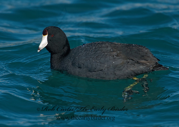 Fulica americana  AMERICAN COOT 7014195z