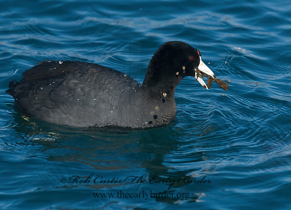 Fulica americana  AMERICAN COOT 7014226z
